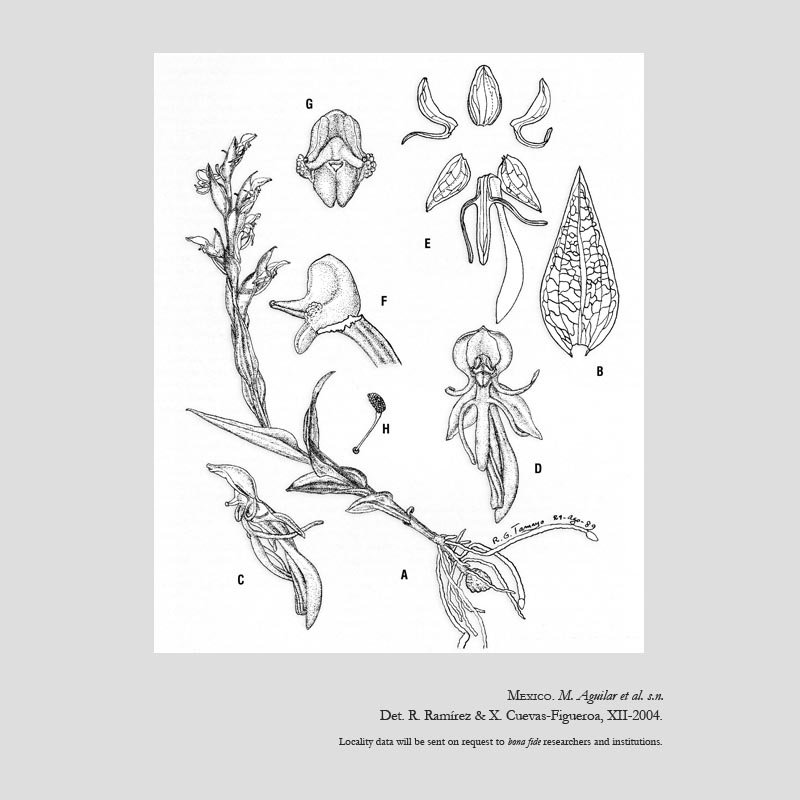 Habenaria micheliana